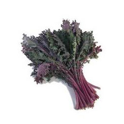 CHOU CURLY KALE ROUGE 4KG